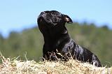 STAFFIE 361